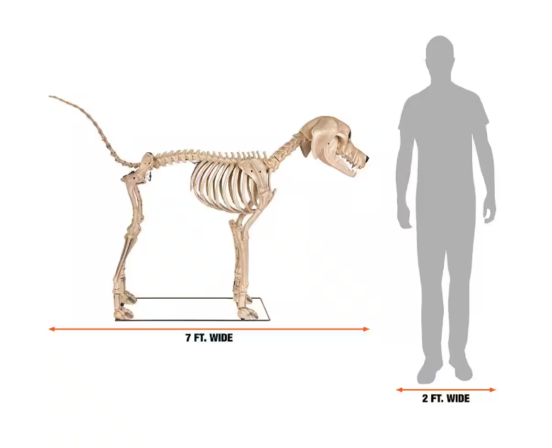12 ft. Grave & Bones Giant-Sized Skelly with LifeEyesTM LCD Eyes H5